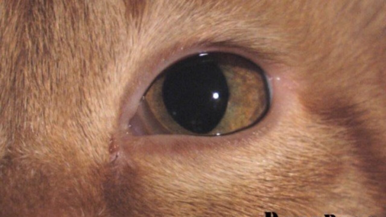 猫猫情侣个人档案完全曝光