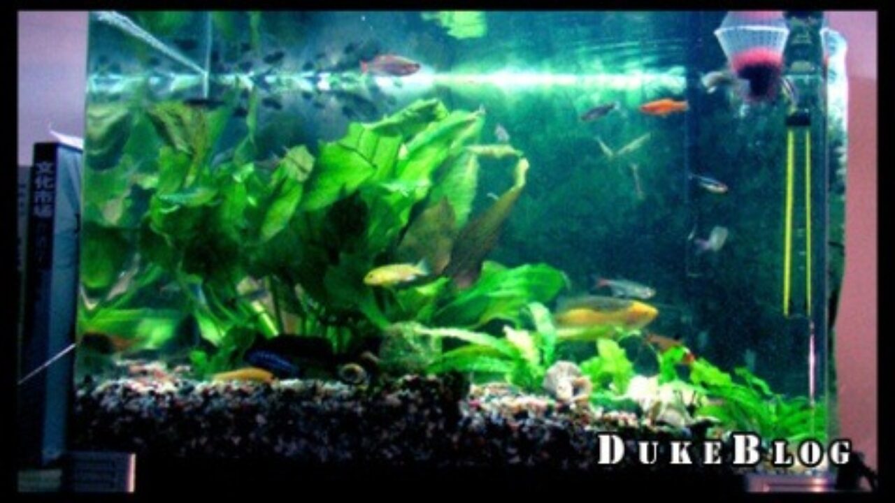 鱼缸里最近搬进来的