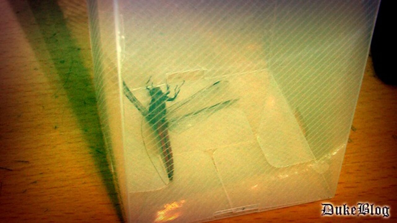 July 15, 邂逅一只红蜻蜓