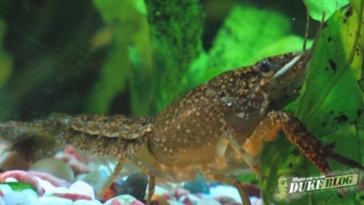 鱼儿鱼儿游得快