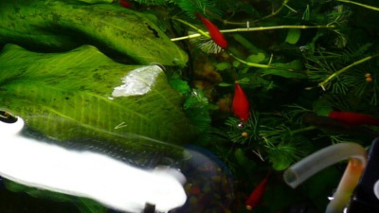 鱼缸又添新成员