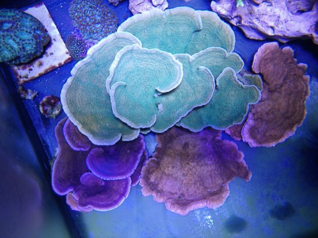 珊瑚的分类 软珊瑚 LPS SPS NPS
