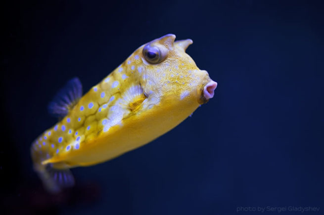 牛角箱鲀 Horn Fish (Boxfish)