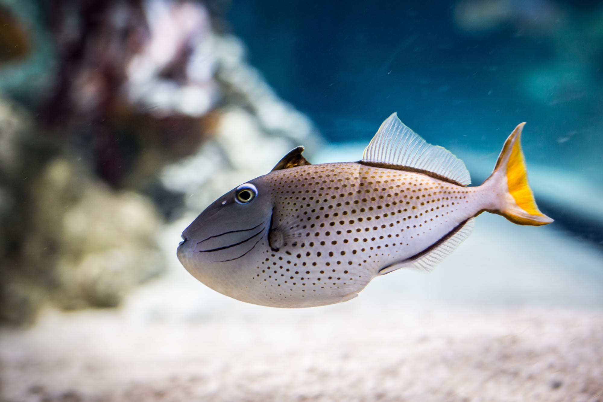 鱼类大全名称图片（最常见的50种食用鱼） – 碳资讯