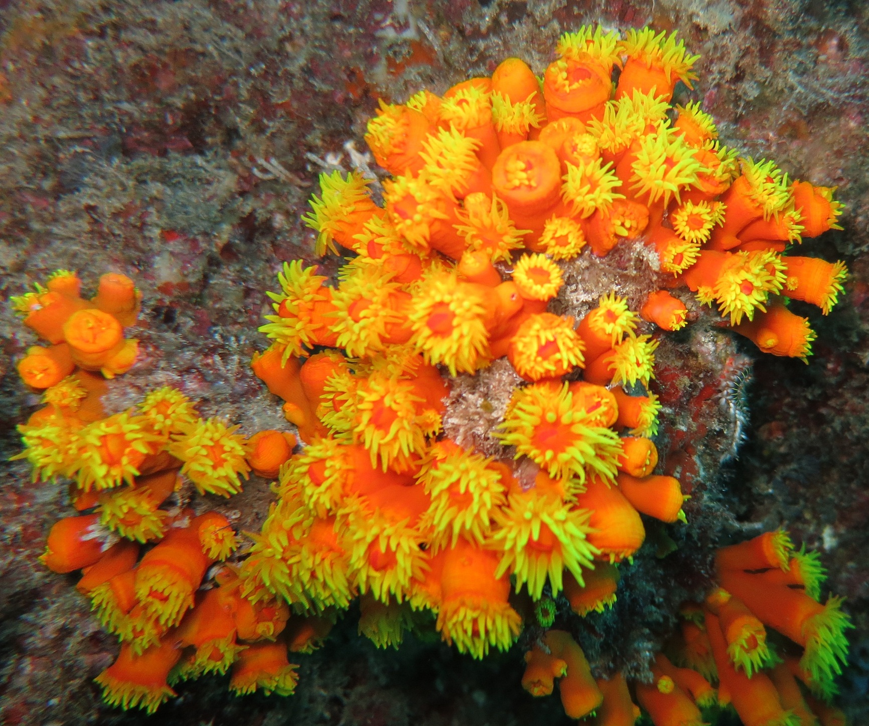 常见珊瑚种类,珊瑚品种图鉴大全,珊瑚名称及图片大全(第8页)_大山谷图库