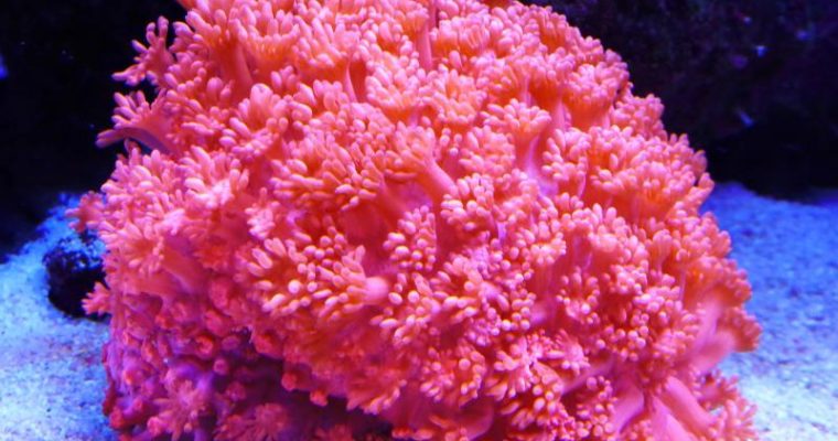 不建议新手养的珊瑚