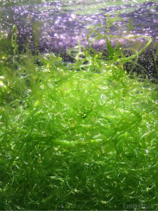 藻缸养什么藻