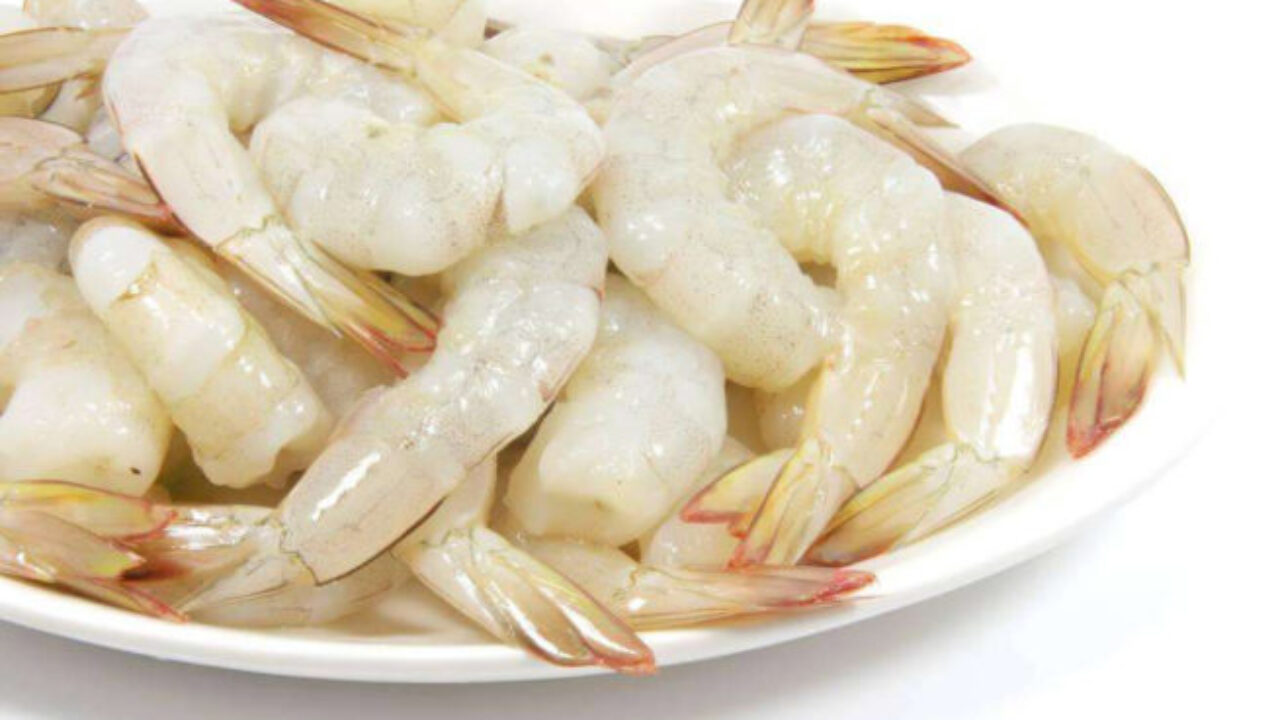 肉食珊瑚的食谱