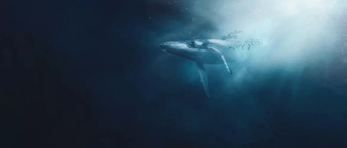 Whale